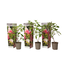 Ortensia hydrangea paniculata 'Pink Lady' - Set di 3 - Vaso 9cm - Altezza 25-40m