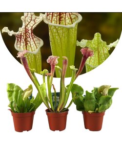 Sarracenia 'Trumpet pitchers' - Mix of 3 - ø5,5cm - Height 10-15cm