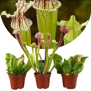 Sarracenia 'Trumpet pitchers' - Mix of 3 - ø5,5cm - Height 10-15cm