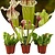 Sarracenia purpurea - Lot de 3 - Plante carnivore - Pot 5,5cm - Hauteur 10-15cm