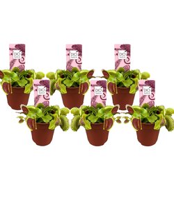 Dionaea Muscipula - Lot de 6 - Plante carnivore - Pot 5,5cm - Hauteur 5-10cm