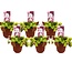 Dionaea Muscipula - Trappola di Venere - Set da 6 - ⌀ 5,5cm - Altezza 5-10 cm
