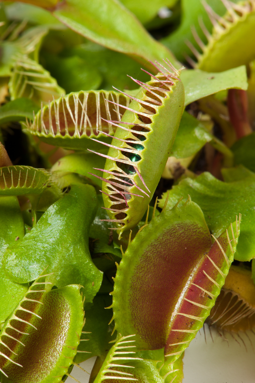 Plante carnivore-Dionaea muscipula - Pépinière Locas