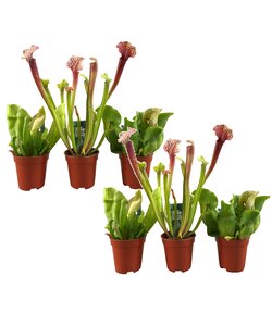 Sarracenia purpurea - Vleesetende plant - Set van 6 - Pot 5,5cm - Hoogte 10-15cm