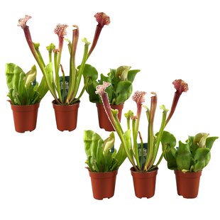 Sarracenia 'Trumpet pitchers' - Mix of 6 - ø5,5cm - Height 10-15cm