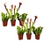 Sarracenia purpurea - 6er Set - Schlauchpflanze - Topf 5cm - Höhe 10-15cm