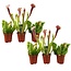 Sarracenia 'trompetkander' - Blanding af 6 - Stueplante - ø5,5cm - Højde 15-20cm