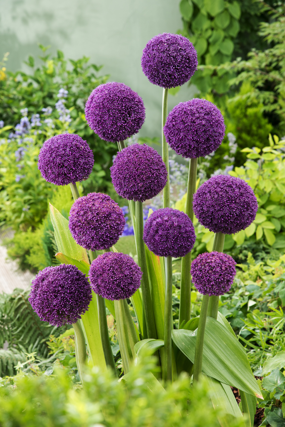 Allium Ambassador - Bulbes à fleurs x3 - Violet / sphériques