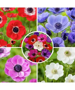 Anemone de Caen Mix - Set of 100 - Winter Hardy Bulbs - Garden, Pot or Balcony