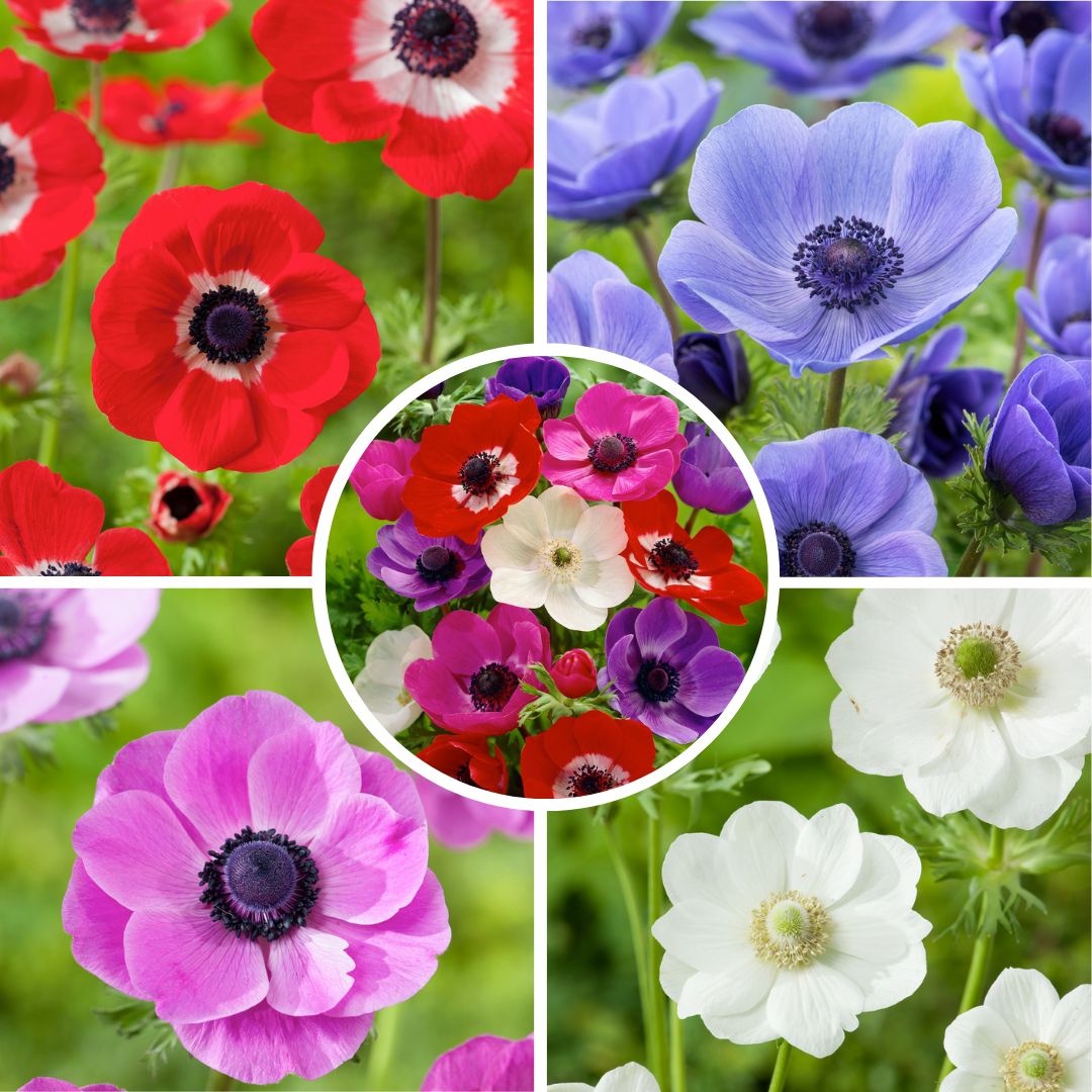 Mistura di Anemone de Caen x100 - Bulbi di Fiori Resistenti all