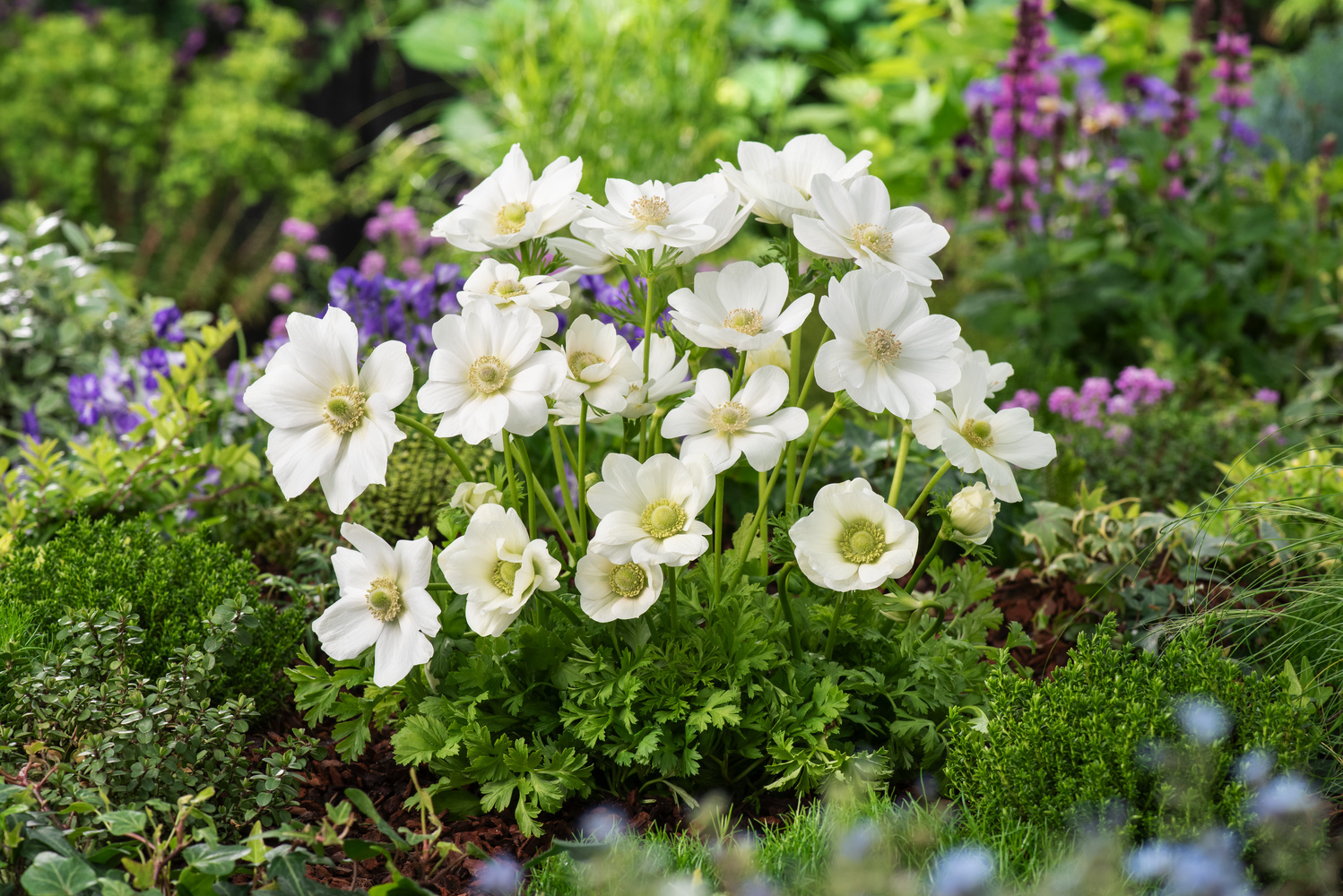 Mistura di Anemone de Caen x100 - Bulbi di Fiori Resistenti all