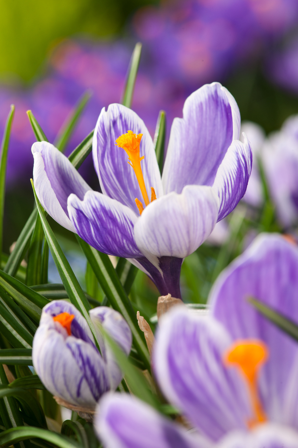 Crocus Pickwick x30 Zwiebeln Krokus Frühblüher Blumenzwiebeln