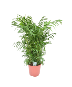 Meksykańska palma karłowata - palma zielona - ⌀20cm - W80-90cm