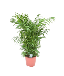 Mexicaanse dwergpalm - Compact groeiende groene palm - Pot 20cm - Hoogte 80-90cm