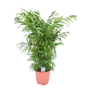 Chamaedorea elegans - Parlour palm - Houseplant - ⌀20cm - Height 80-90cm