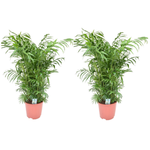 Chamaedorea elegans - Set of 2 - Parlour palm - ø20cm - Height 80-90cm