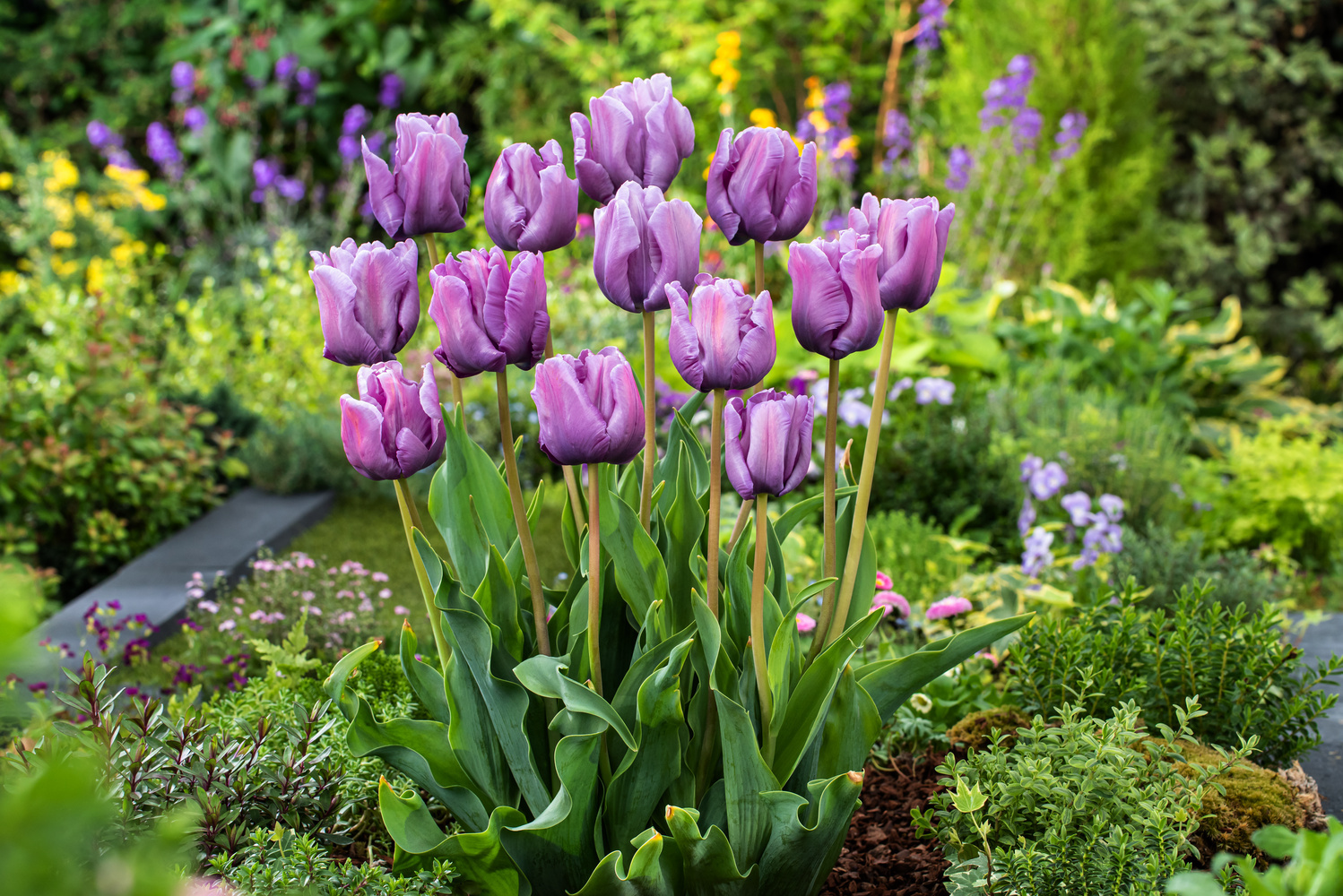 Tulipa Blue Parrot - Bulbes de Tulipes x10 - Bulbes à Fleurs - FloraStore