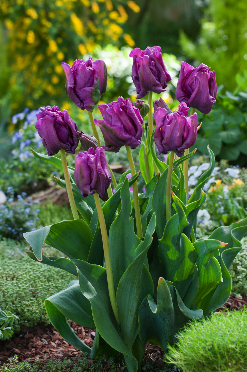 Tulipa Blue Parrot - Bulbes de Tulipes x20 - Bulbes à Fleurs