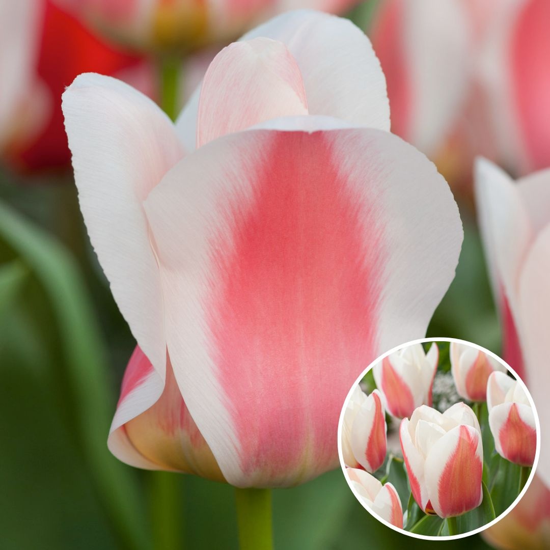 Tulipa Flair - Bulbes de tulipes x40 - Bulbes de fleurs - FloraStore