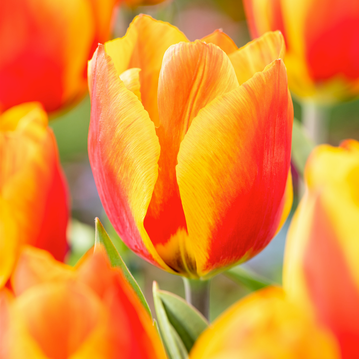 https://cdn.webshopapp.com/shops/30495/files/447605187/tulipa-flair-bulbes-de-tulipes-x40-bulbes-de-fleur.jpg
