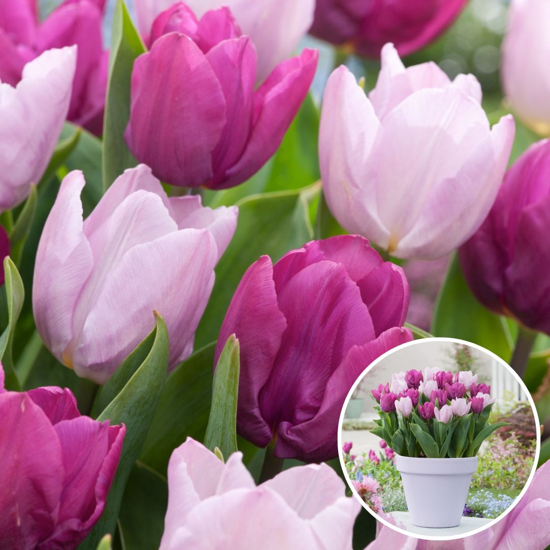 Tulipa Prince Mix - Bulbes à fleurs x40 -Tulipe - Pourpre - FloraStore