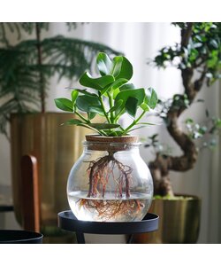 Clusia in glass - Hydroponics - Indoor plant in water - ⌀20cm - Height 25-35cm