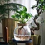Clusia in glass - Hydroponics - Indoor plant in water - ⌀20cm - Height 25-35cm