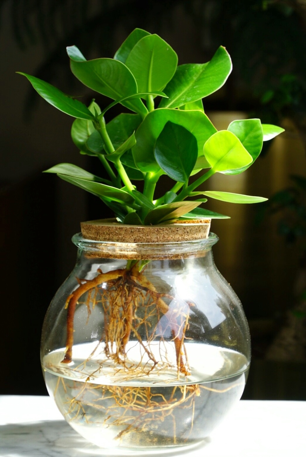 Clusia in vetro - Idroponica - Pianta da interno in acqua - FloraStore