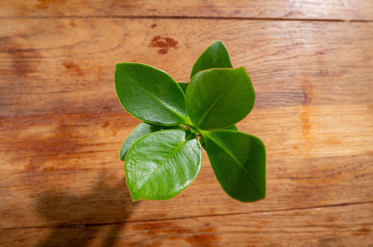 Clusia in vetro - Idroponica - Pianta da interno in acqua - FloraStore