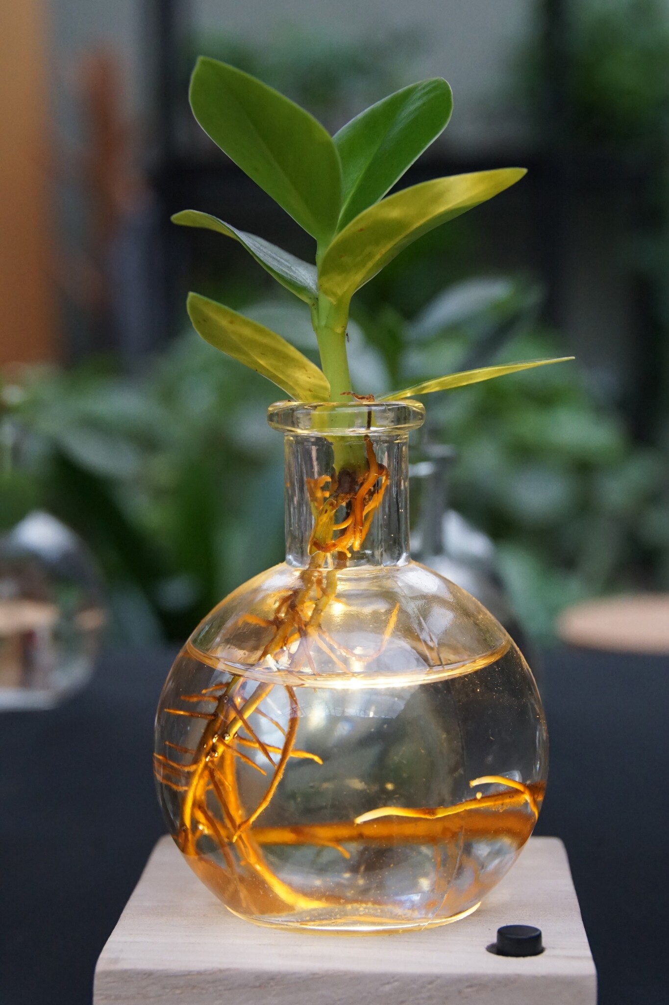 Clusia en verre - hydroponique - plante d'intérieur dans l'eau