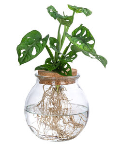 Monstera Monkey Mask in glass - Hole plant - Hydroponics