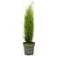 Cupressus sempervirens - Tuscan Cypress - ø19cm - Height 70-80cm