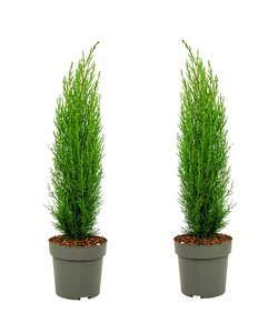 Cupressus sempervirens Totem - Set di 2 - Cipresso - Vaso 19cm - Altezza 70-80cm