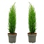 Cupressus sempervirens - 2er Set - Zypresse - Topf 19cm - Höhe 70-80cm