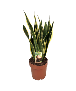 Sansevieria Laurentii 'Snake plant' - ø21cm - Height 65-75cm