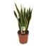 Sansevieria Laurentii - Plante d'intérieur facile - Pot 21cm - Hauteur 65-75cm