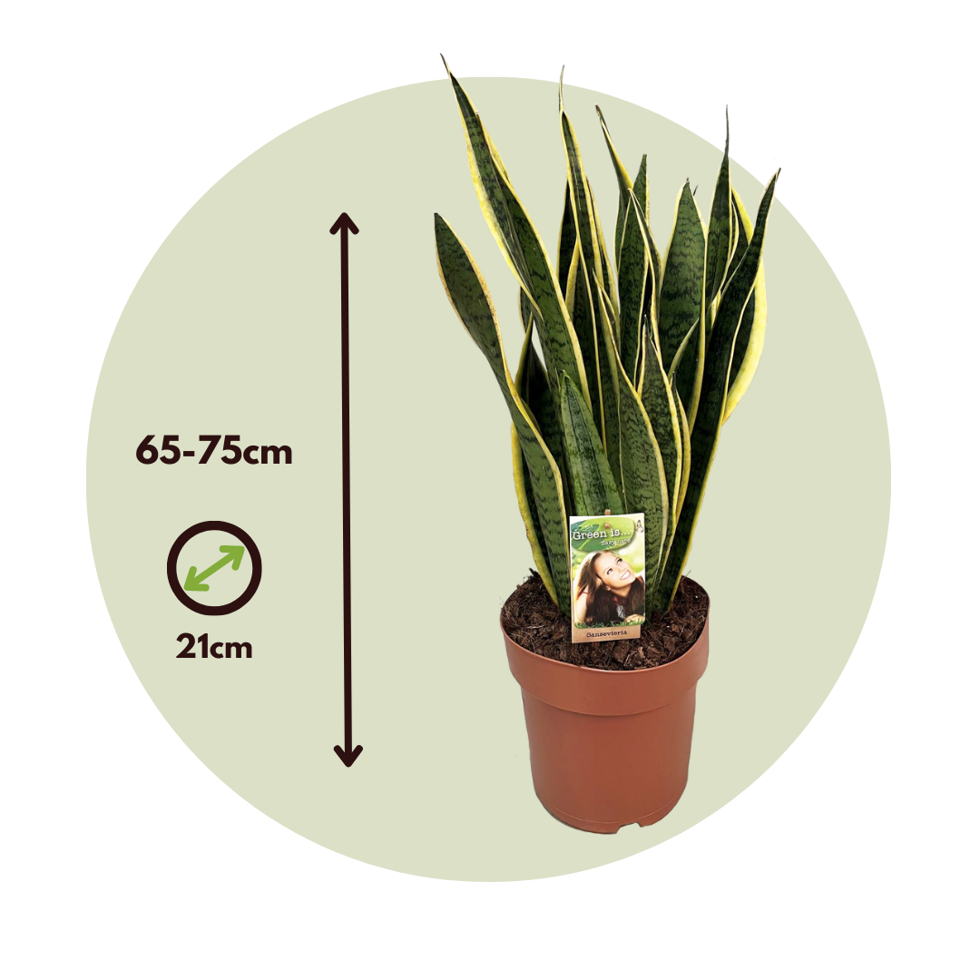 Pin on Laurentii sansevieria