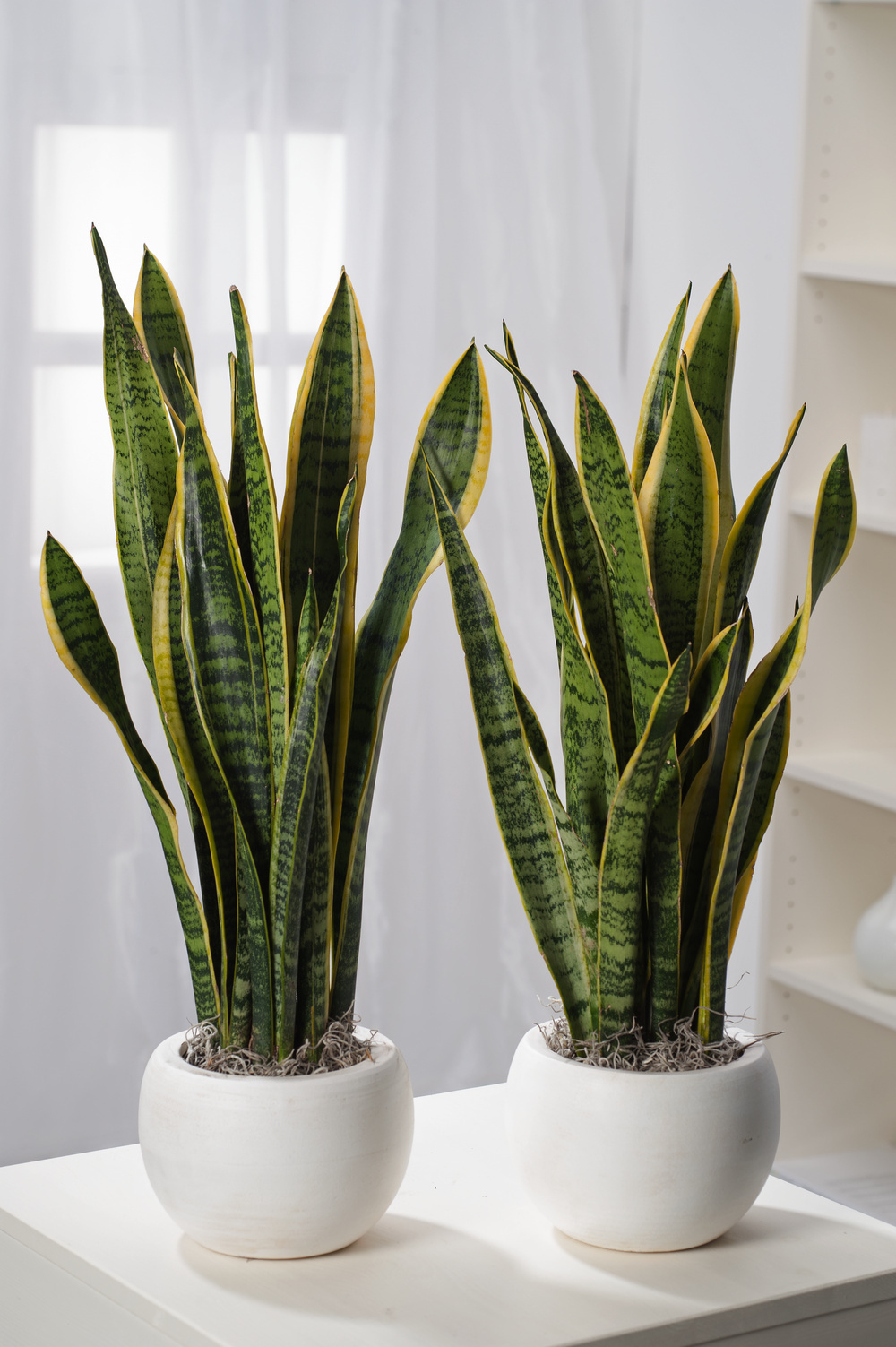 Pin on Laurentii sansevieria