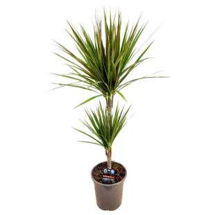 Dracaena Marginata Bicolor - Dragon Tree - Pot 17cm - Height 70-80cm