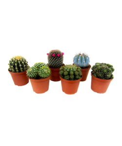 Mini Cactus Mix - 6-piece Mix - Real Cactus Plants - ø5,5cm - Height 5-10cm