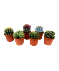 Minikaktus - Blanding af 6 - Kaktus - Stueplante - ø5,5cm - Højde 5-10cm