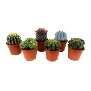 Mini Cactus - Mélange de 6 Pièces - Pot 5.5cm - Hauteur 5-10cm