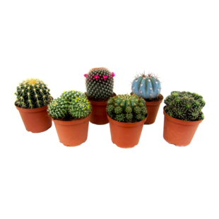 Mini Cactus Mix - 6-piece Mix - Real Cactus Plants - ø5,5cm - Height 5-10cm