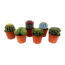 Cactus Mini Cactus Mix - 6-piece Mix - Real Cactus Plants - ø5,5cm - Height 5-10cm