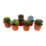 Cactus Minikaktus - Blanding af 6 - Kaktus - Stueplante - ø5,5cm - Højde 5-10cm