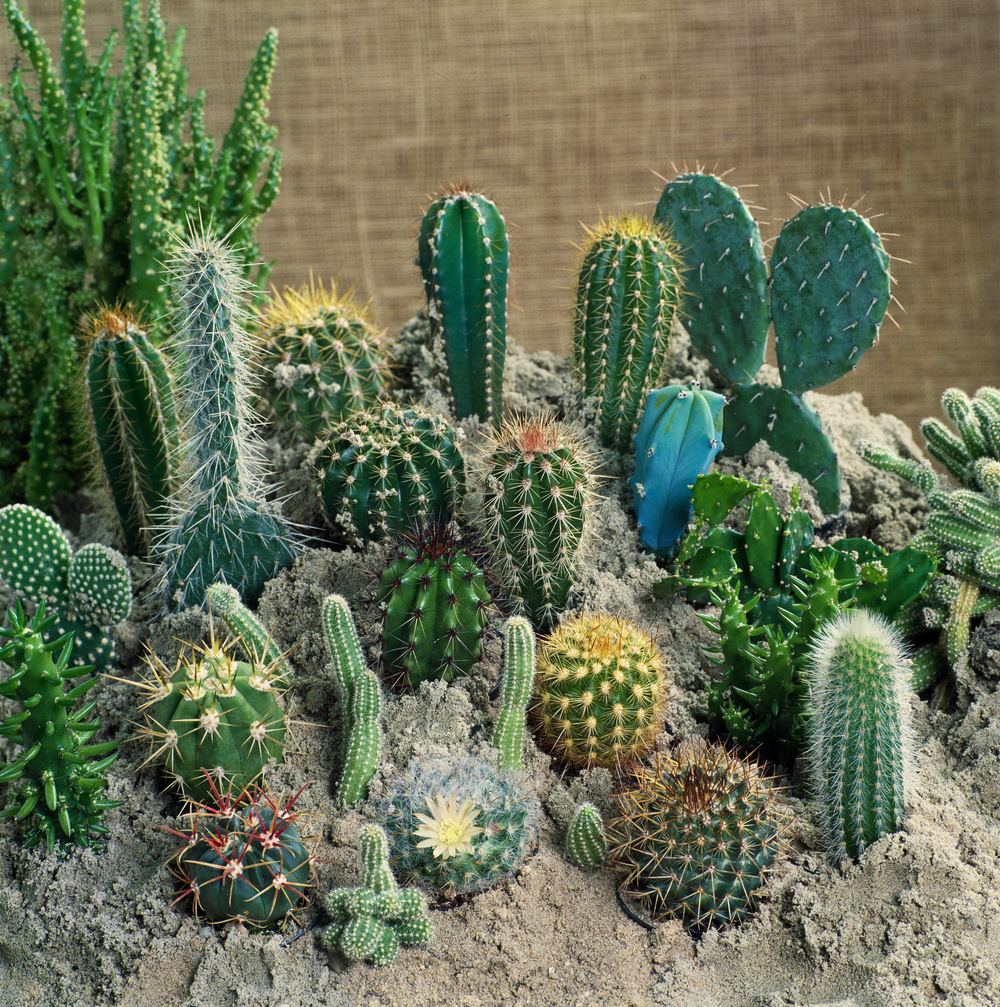 Cactus Mélange de Mini Cactus - Mélange de 6 Pièces - Pot 5.5cm - Hauteur  5-10cm - FloraStore
