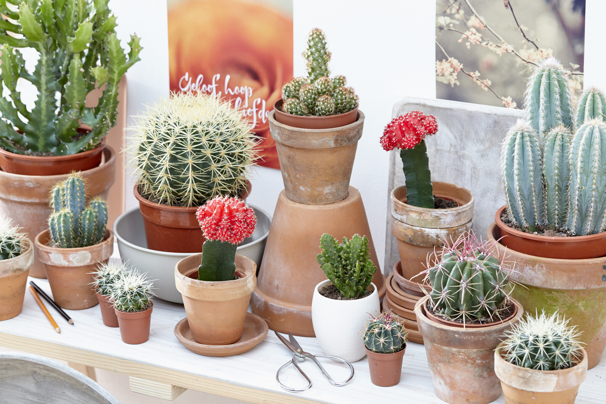 Mini cactus in feltro di fico d'india, cactus carini, cactus finti, cactus  in tessuto fatto a mano in un vaso, cactus fiore rosa. Piante che non puoi  uccidere -  Italia