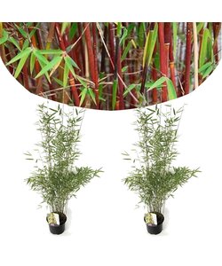 2 Fargesia Red Dragon - Bambou rouge et non invasif - Pot 17cm - Hauteur 60-80cm