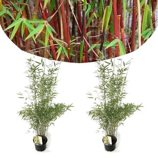 Fargesia Red Dragon - Set of 2 - Red bamboo - ø17cm - Height 60-80cm