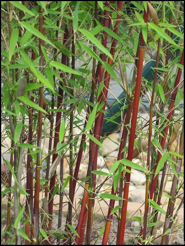 Bambou  Ma plante mon bonheur